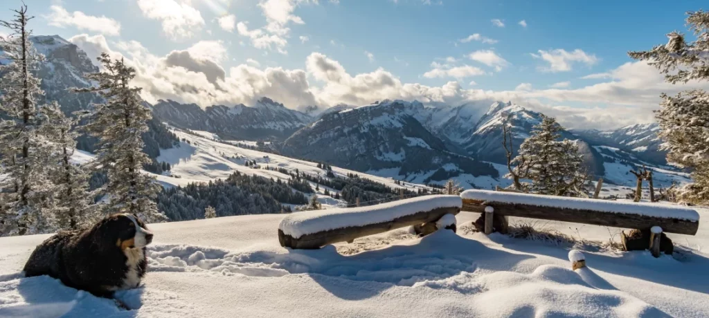 appenzell vip transport service