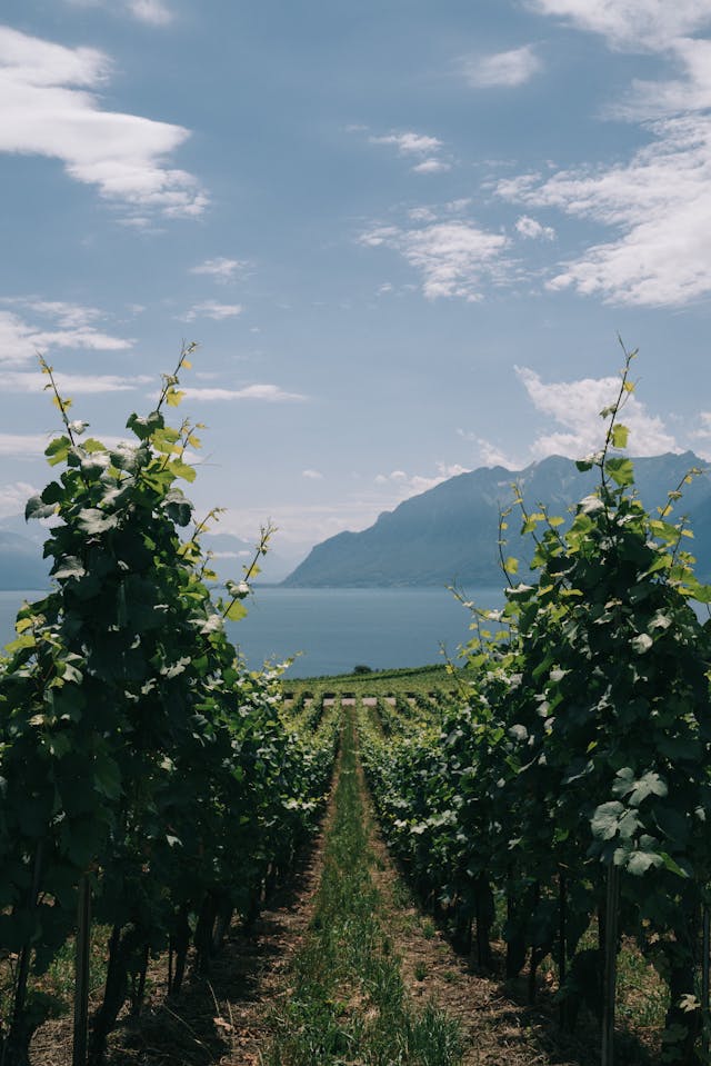 SwissChauffeur Mercedes-Benz E-Class at Spiez vineyard with lake and castle