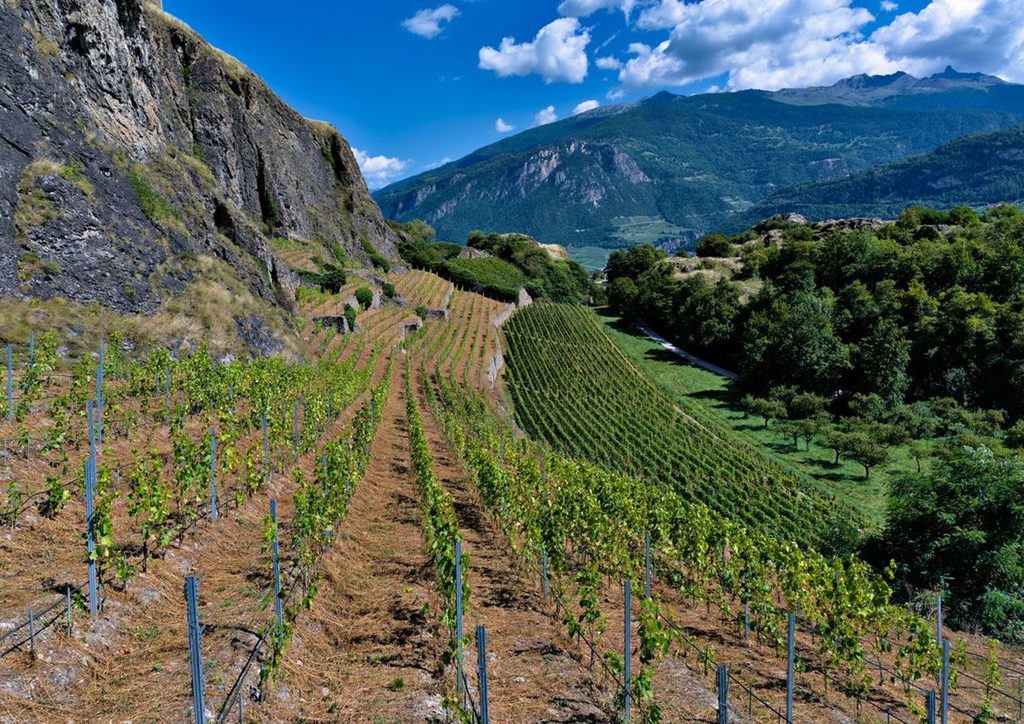 Sion vineyard chauffeur service destination with vineyards and Alpine mountains in Valais, Switzerland